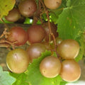 Scuppernong Grape Vines 5-Pack Bronze Muscadine Live Plants Vitis rotundifolia Self-Fertile Zones 7-10