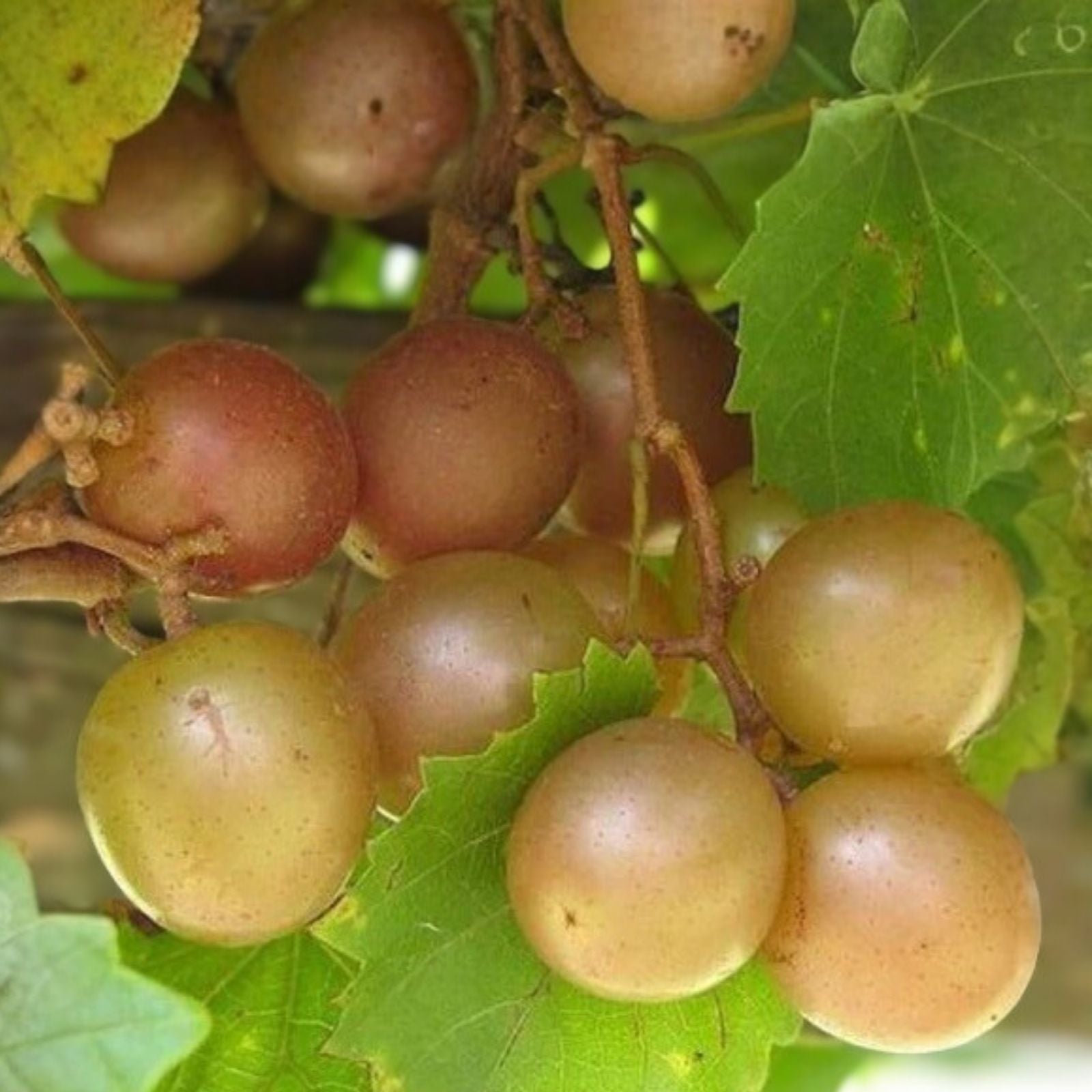 Scuppernong Grape Vines 5-Pack Bronze Muscadine Live Plants Vitis rotundifolia Self-Fertile Zones 7-10