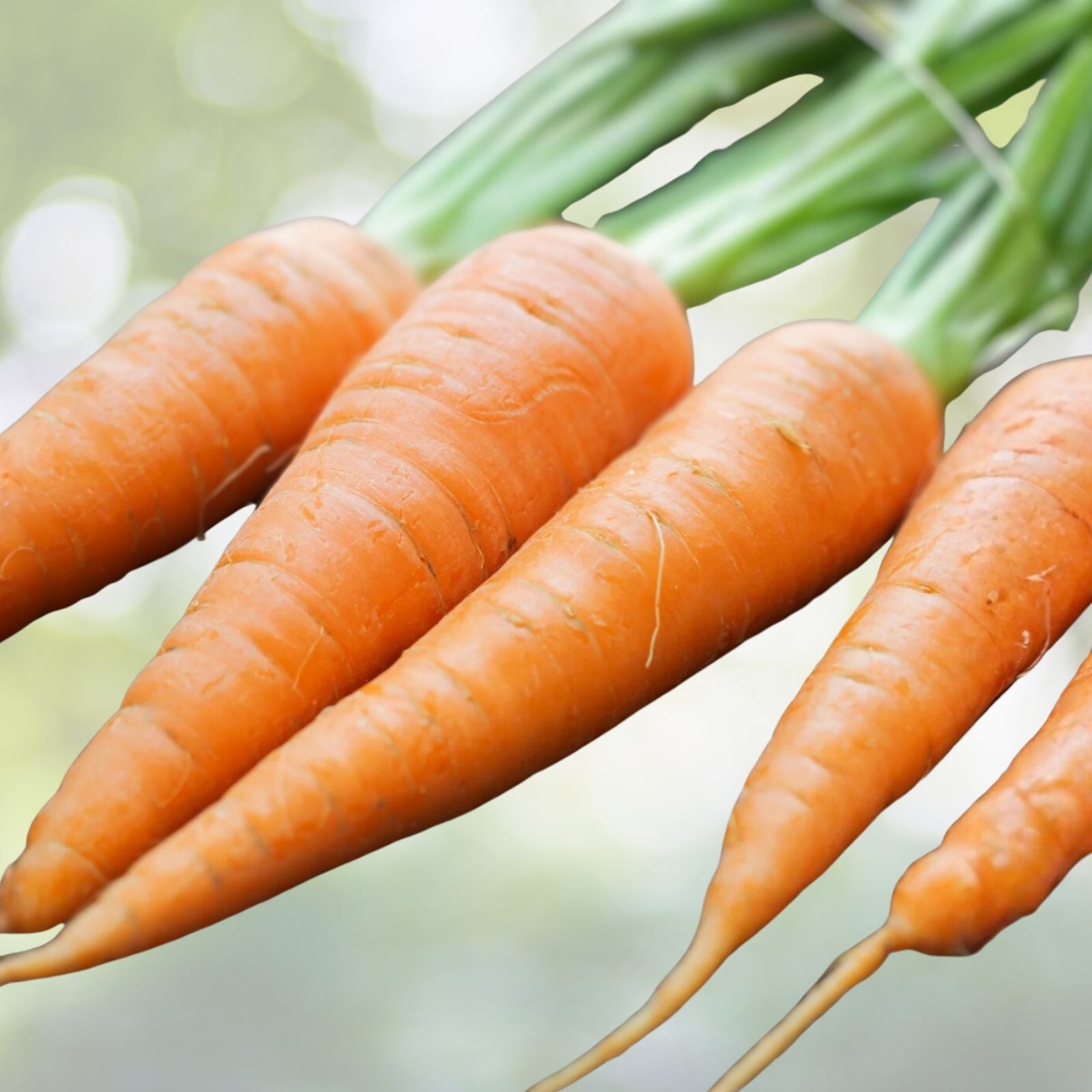 Scarlet Nantes Carrot Seeds Heirloom Daucus carota Subsp. sativus 50+ Starter Plant, Tasty Snack, Vegetable Seed