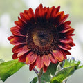Red Sun Sunflower Seeds 100 Pack Bright Red Blooms Helianthus annuus Garden Seeds Live Plant Cutting