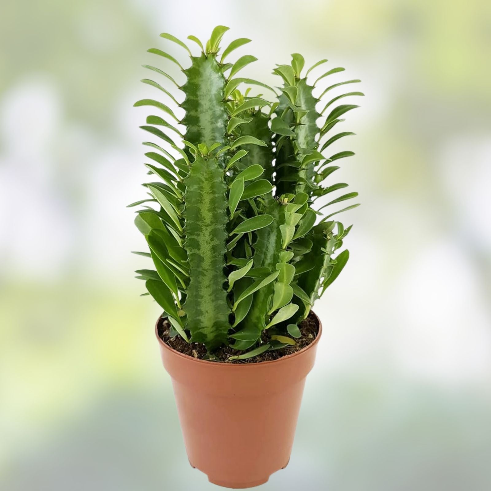 Euphorbia trigona Dragon Bone Cactus Cuttings 2 pcs Succulent Indoor Plant Easy Care Elkhorn Variety