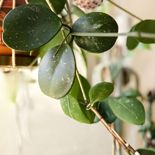 Hoya obovata Variegated Splash Cutting 1 Node Indoor Houseplant Live Propagation