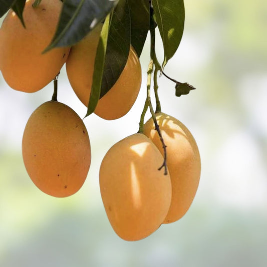 Mango Seeds 50 Pack Tropical Fruit Seeds Mangifera indica Live Plant or Cutting for Gardening, USA Shipping
