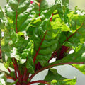Swiss Chard Seeds Ruby Red Non-GMO Heirloom Beta vulgaris subsp. cicla Leafy Vegetable Garden Seed
