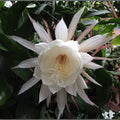 Epiphyllum Pixie Dust Succulent Cuttings 8-10 Inches Live Plant Starter Houseplant Bare Root