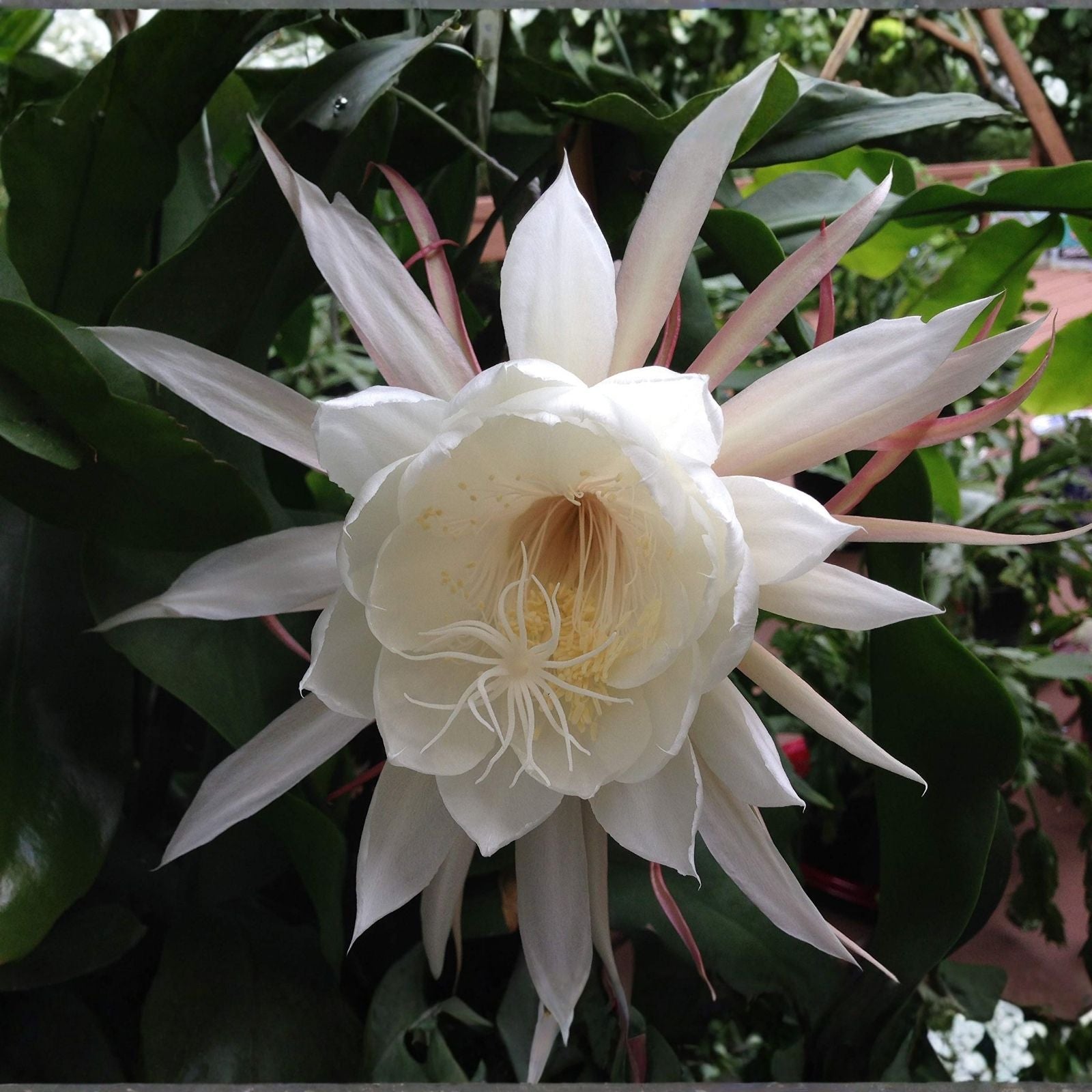 Epiphyllum Pixie Dust Succulent Cuttings 8-10 Inches Live Plant Starter Houseplant Bare Root