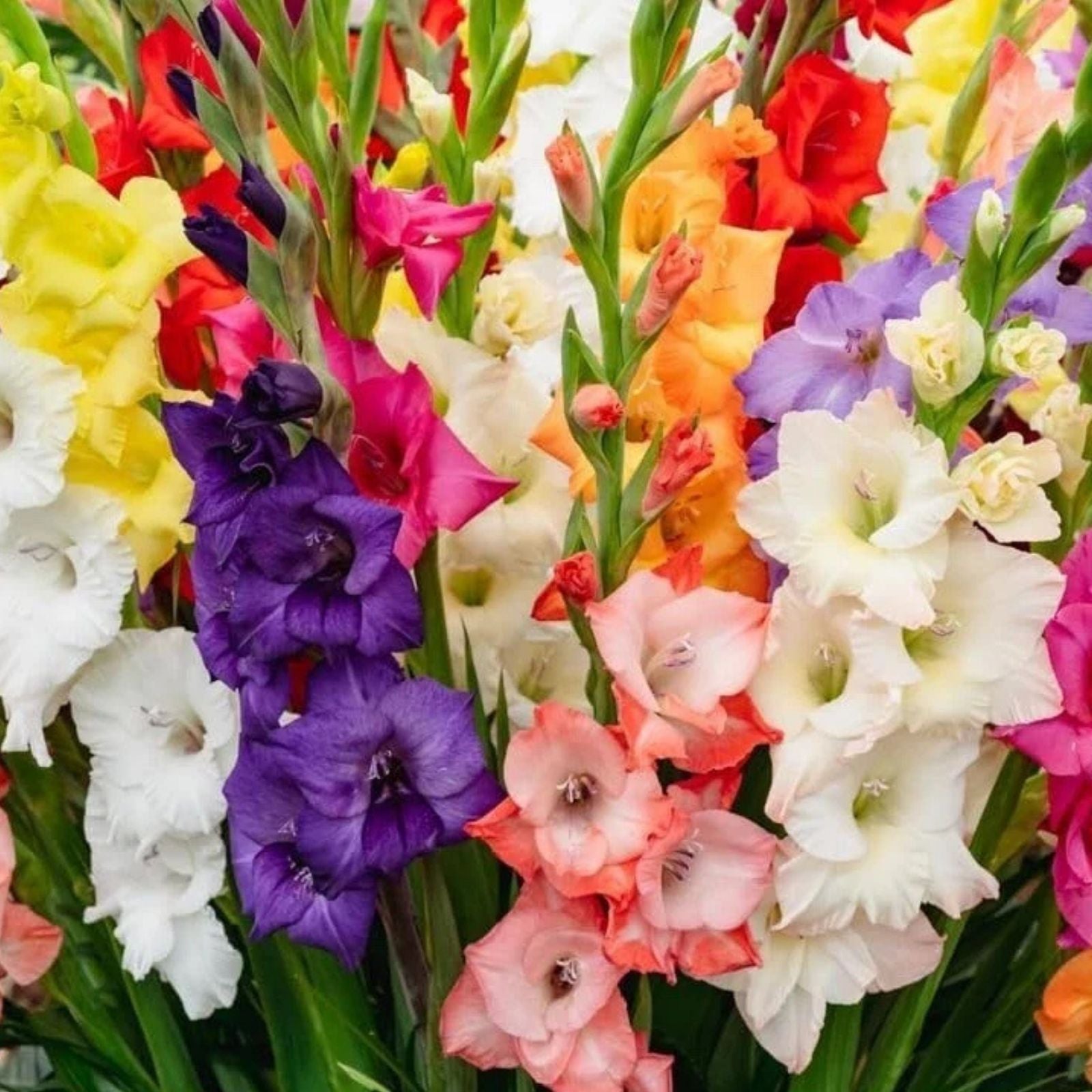 Gladiolus Bulbs Mixed Colors Flower Bulbs for Garden, Gladiolus hortulanus, Easy to Grow, Summer Blooming Flower Bulbs