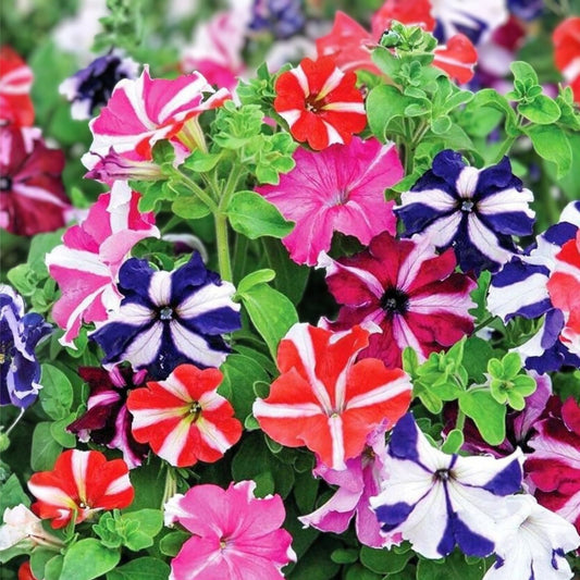 Mixed Petunia Flower Seeds – 100 Non-GMO Starter Plants for Garden, Balcony, Container Planting - Easy to Grow