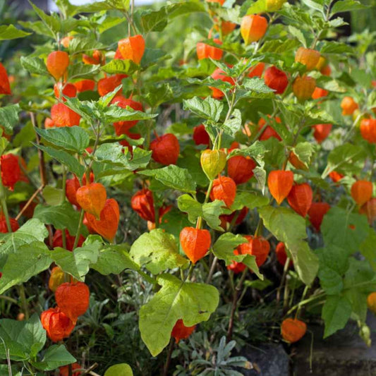 Goldenberry Cuttings 6 Physalis peruviana Plants Edible Tropical Fruit Starter Live Plant