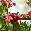 Rooted Plumeria Cutting Fruit Punch Variety 15" Tropical Flowering Plant Plumeria rubra Houseplant