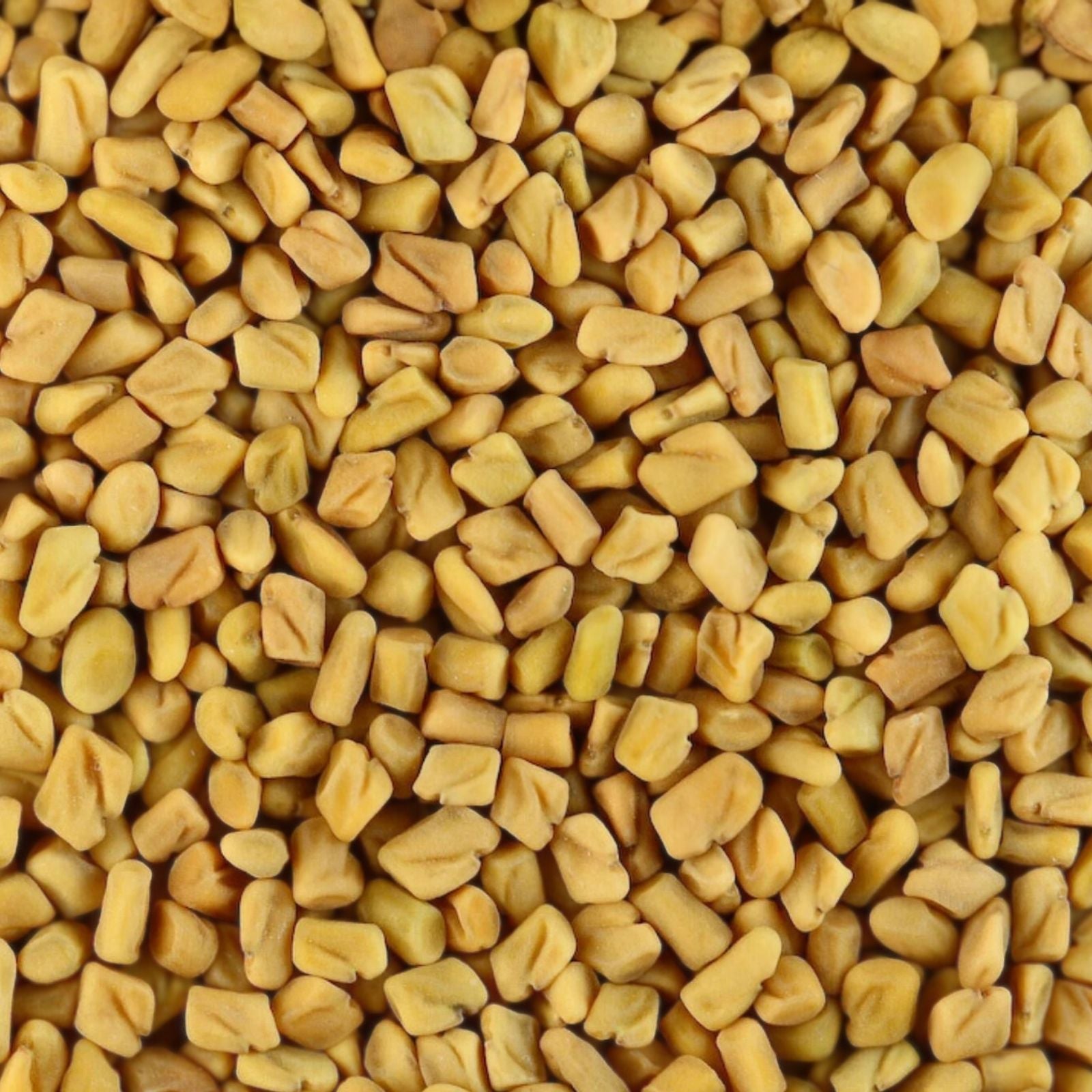 Fenugreek Seeds Heirloom Trigonella foenum-graecum 20+ Live Plant Cuttings Herb for Cooking Gardening