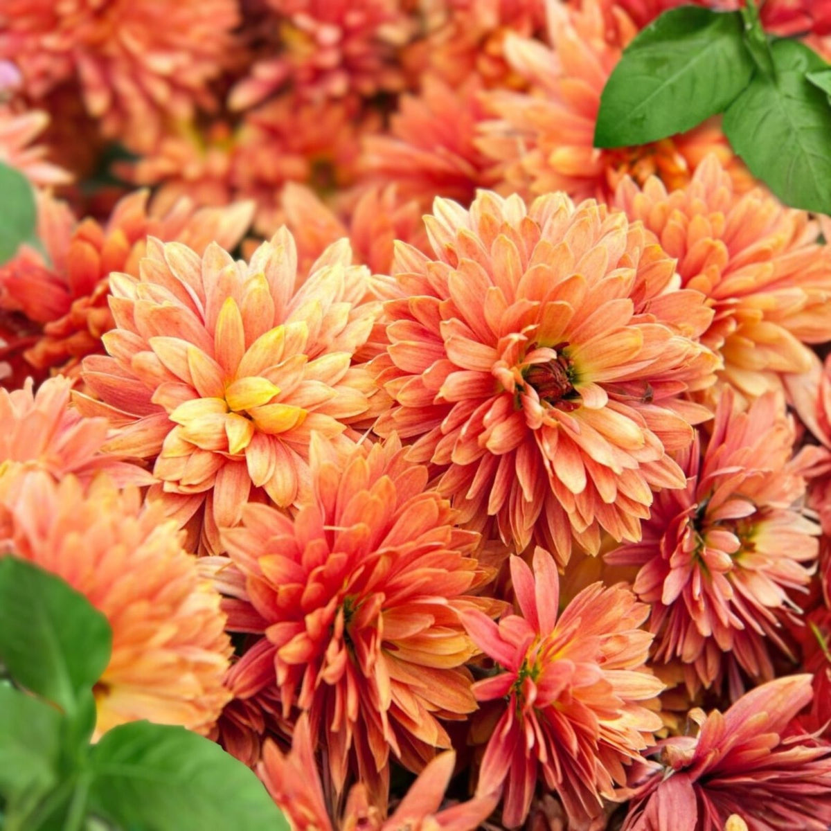 Destino Peaches Mum Chrysanthemum Seeds 200+ Flower Seeds Chrysanthemum morifolium Garden Plant