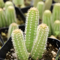 Echinopsis Cactus Rooted Starter Plant, Ornamental Succulent, Non-Variegated Echinopsis spp., Live Houseplant, Desert Plant