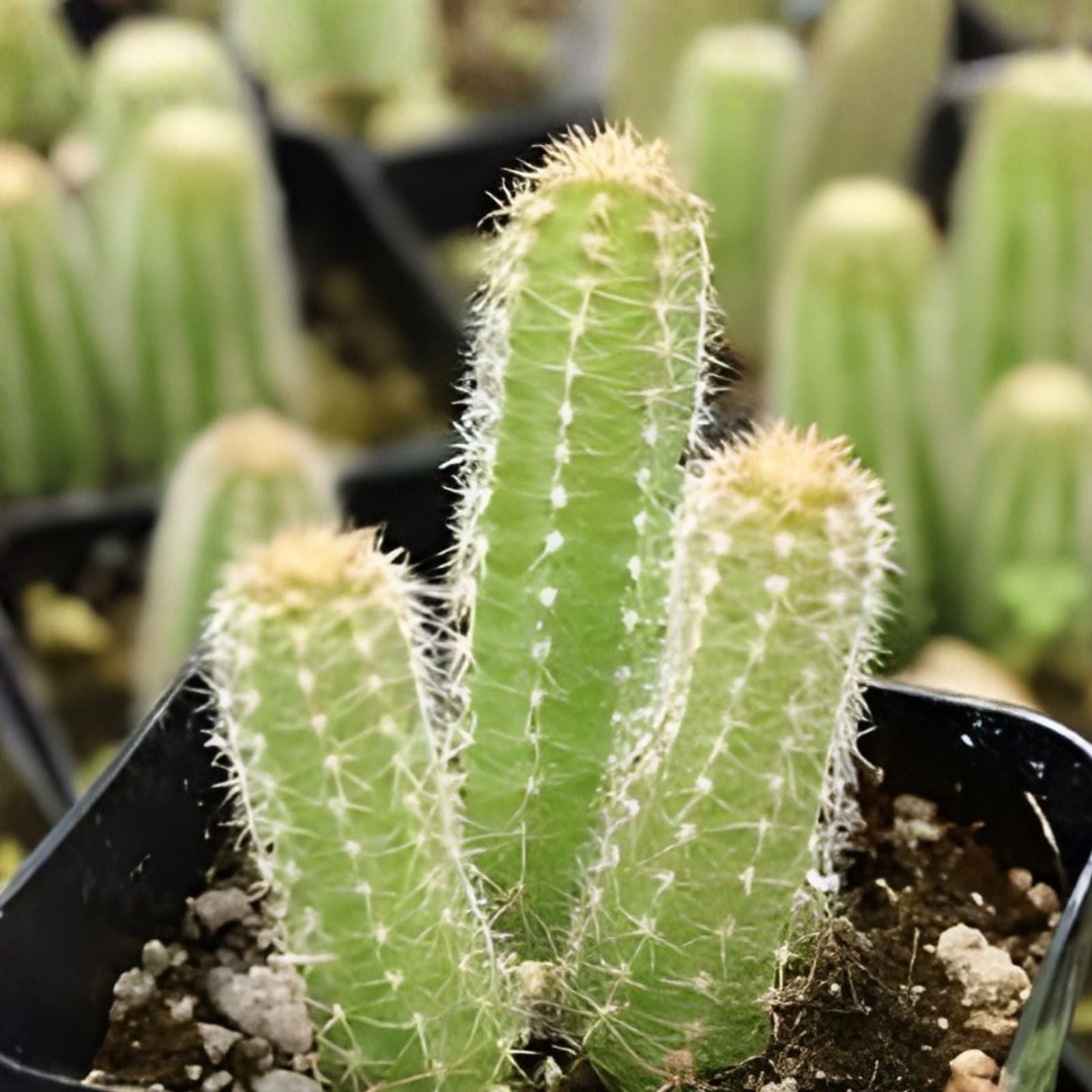 Echinopsis Cactus Rooted Starter Plant, Ornamental Succulent, Non-Variegated Echinopsis spp., Live Houseplant, Desert Plant