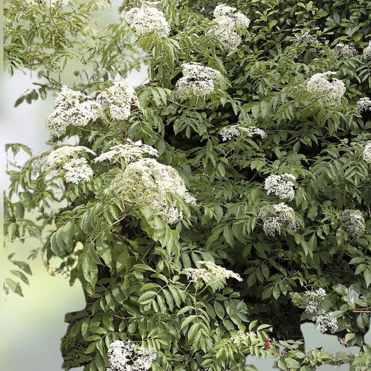 Johns Elderberry Cuttings Sambucus nigra Unrooted Live Plant Shrub Perennial Medicinal Herb Garden Starter