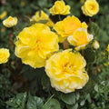 Sunsprite Rose Bush Live Plant 1-2 ft Floribunda Golden Yellow Fragrant Shrub AARS Award-Winning