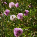 Pink Melaleuca Tea Tree Seeds – 50+ Showy Honey Myrtle Shrub, Pom Pom Flowers, Melaleuca alternifolia, live plant, starter seed packet