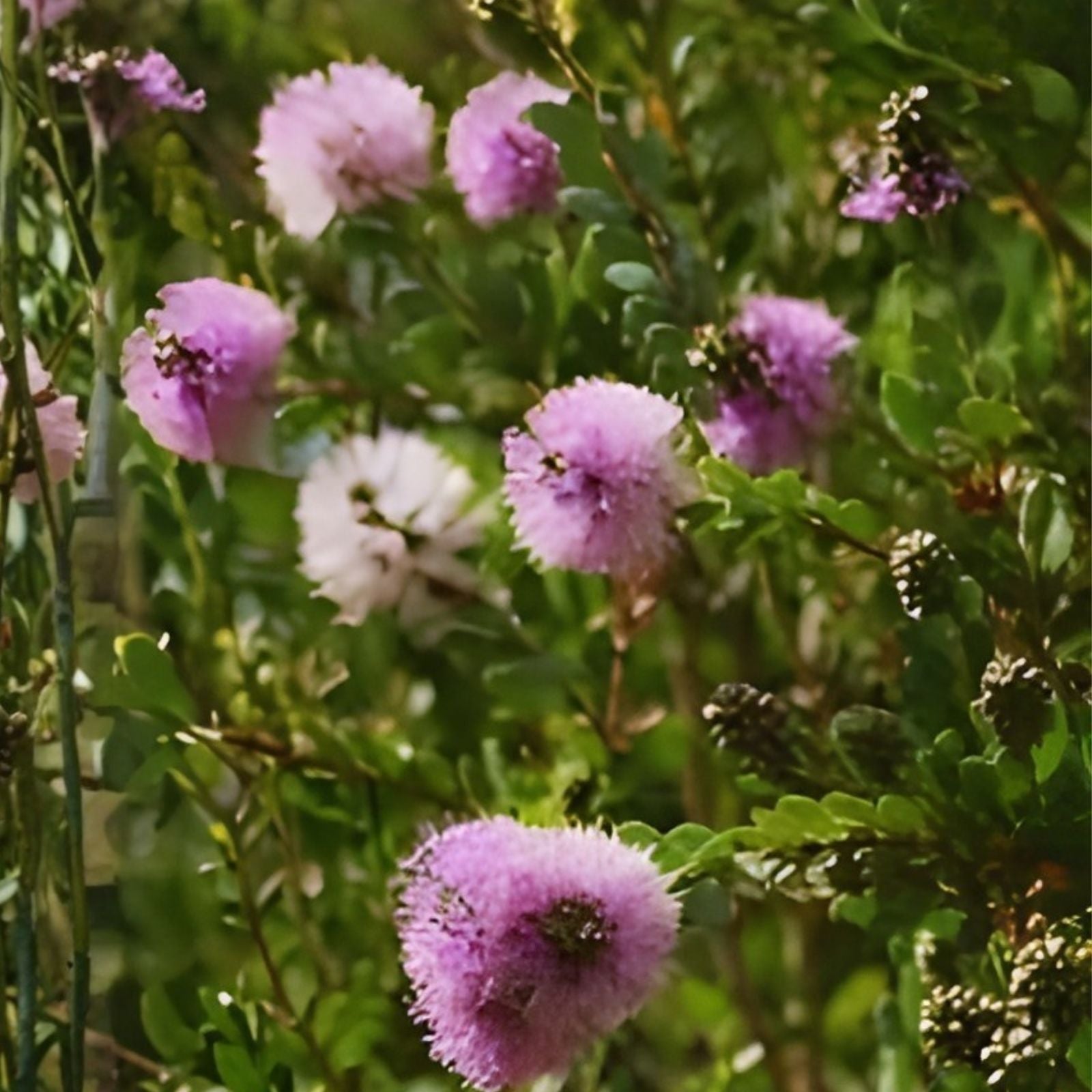 Pink Melaleuca Tea Tree Seeds – 50+ Showy Honey Myrtle Shrub, Pom Pom Flowers, Melaleuca alternifolia, live plant, starter seed packet