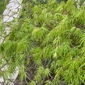 Dwarf Japanese Maple Tree Cuttings Acer palmatum Bonsai Starter Plant for Rooting Grafting 6"