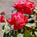 Red Grandiflora Rose Bush 1-2 ft Live Plant Fragrant Silver & White Blooms AARS 1980