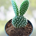 Bunny Ears Cactus Plant - 2 Five Inch Growth Pads - Opuntia Microdasys Indoor Outdoor Succulent - Fast Growing