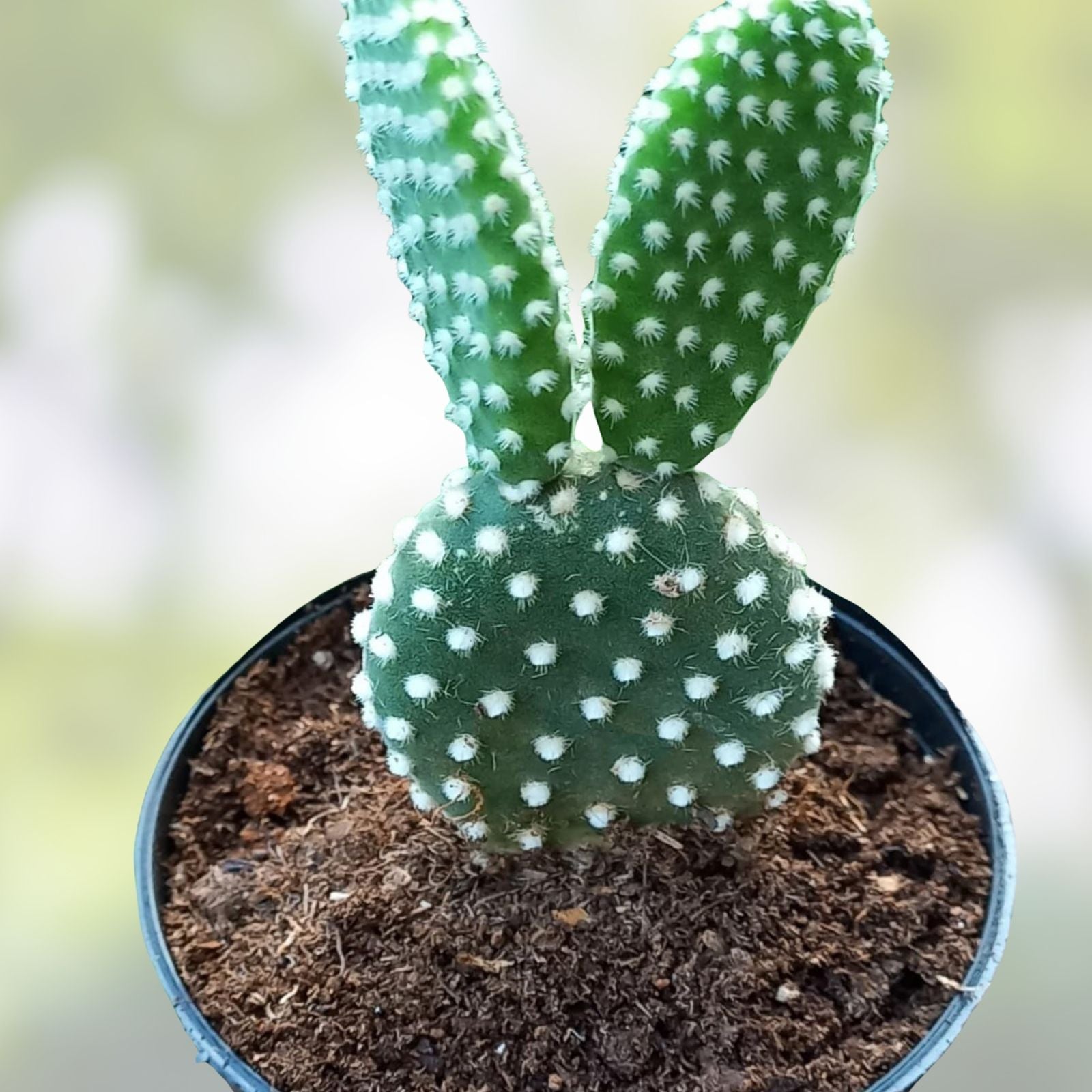 Bunny Ears Cactus Plant - 2 Five Inch Growth Pads - Opuntia Microdasys Indoor Outdoor Succulent - Fast Growing