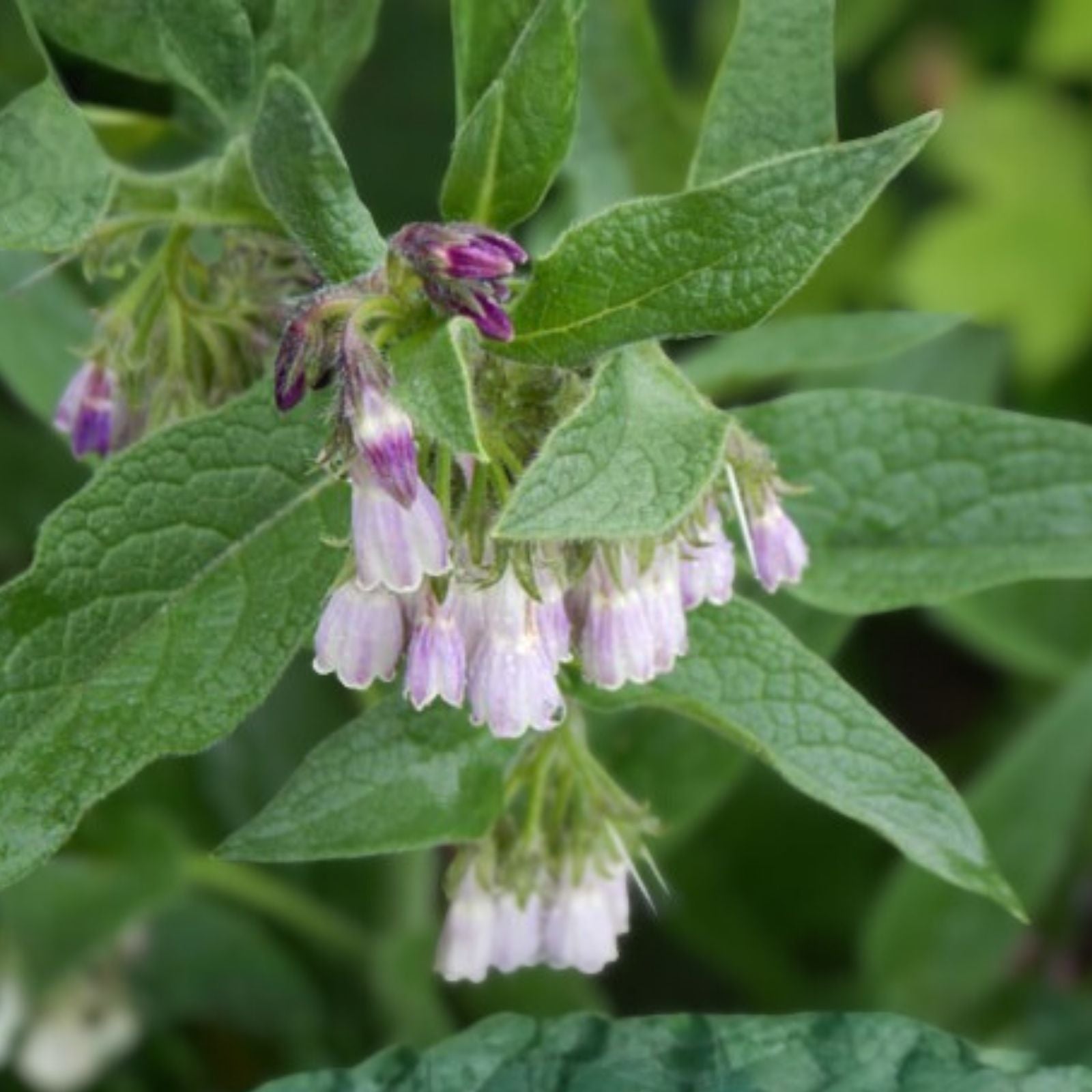 Russian Comfrey Live Root Cuttings Bocking 4 Symphytum x uplandicum Herbal Remedy Garden Plant