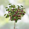 Dwarf Cherry Tree Seeds 25 Pack, Prunus serrulata Bonsai Seeds for Indoor & Outdoor Growth, Made in USA