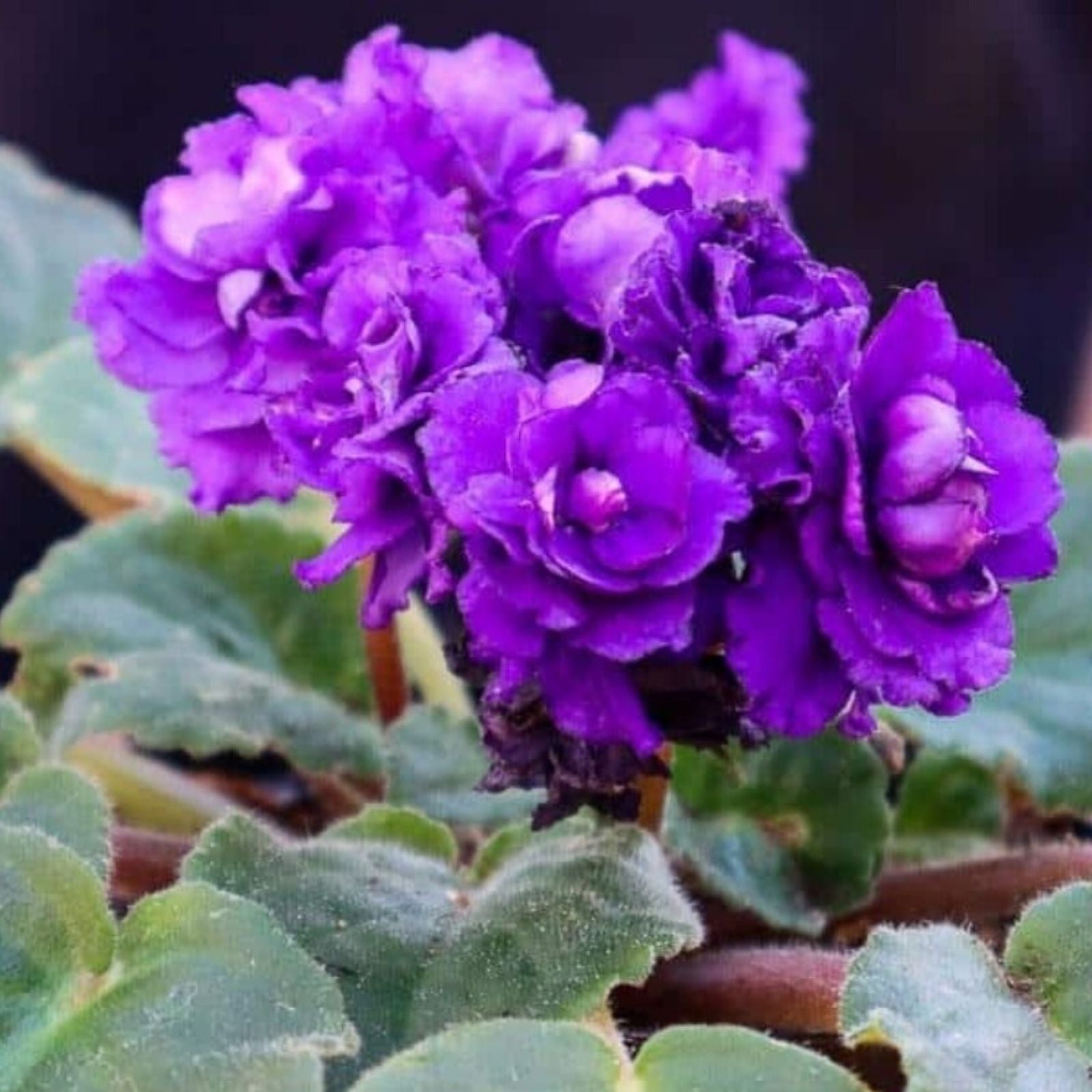 African Violet Leaves 2 Pack - Rockin' Robin Saintpaulia ionantha Indoor Plant Cuttings for Propagation