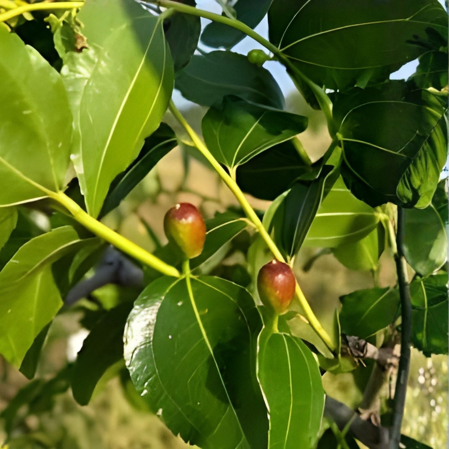 Honey Jar Jujube Tree Cutting | Ziziphus jujuba Bare Root Grafting Propagation Live Plant