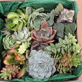 12 Large Live Succulent and Cactus Cuttings - Assorted Varieties for Garden and Home Decor - Easy Care Starter Plants - bloomhavennursery