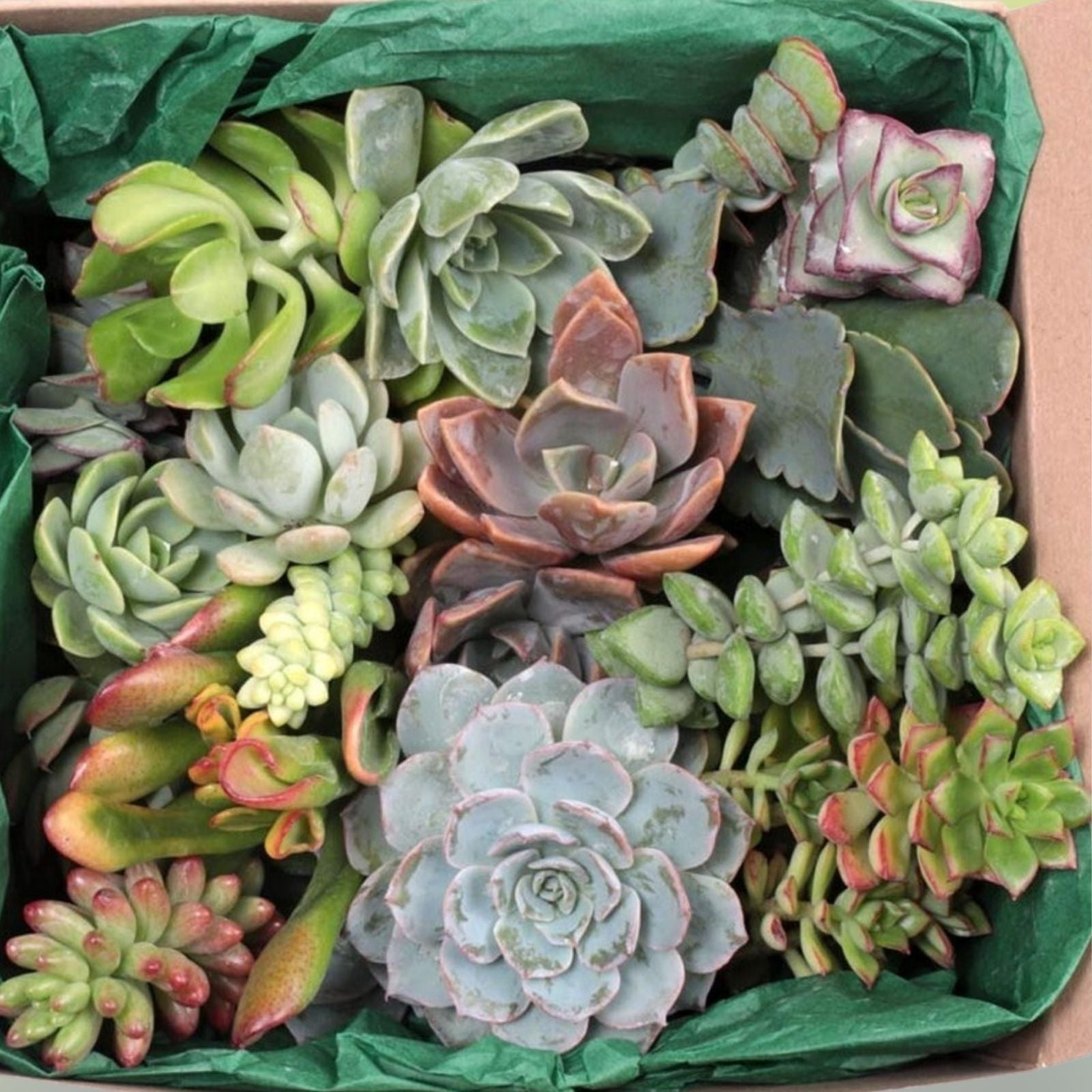 12 Large Live Succulent and Cactus Cuttings - Assorted Varieties for Garden and Home Decor - Easy Care Starter Plants - bloomhavennursery
