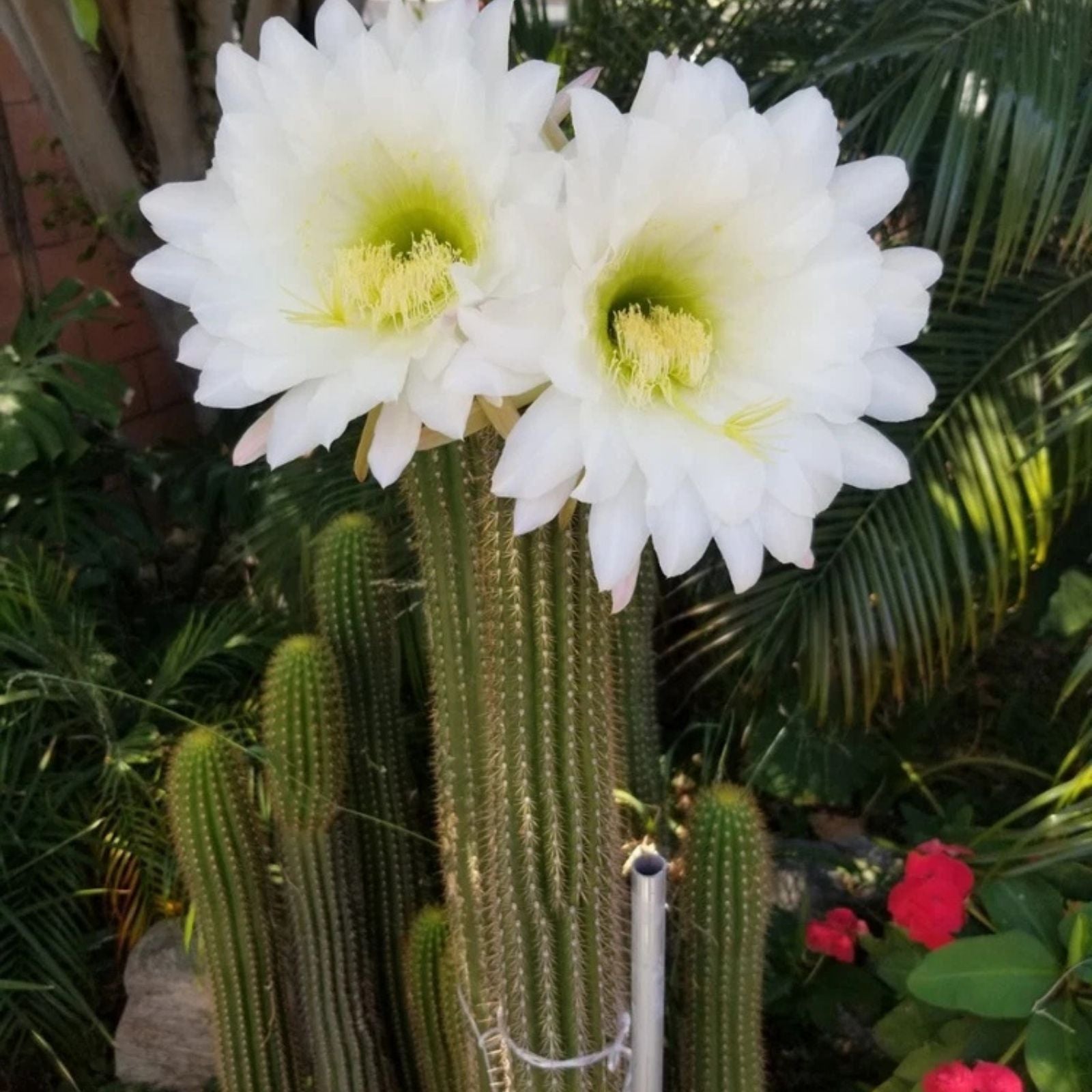 Echinopsis Hybrid Riverside Cactus Cutting | Large 12x4 Inch Succulent Plant | Live Unrooted Starter Plant