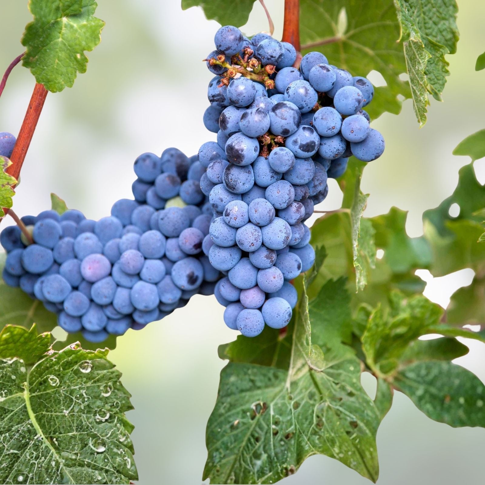 Organic Vitis vinifera Grape Plants and Cuttings, Multiple Cultivars, Live Bare Root Starter Plants for Home Garden or Vineyard