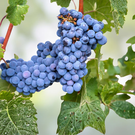 Organic Vitis vinifera Grape Plants and Cuttings, Multiple Cultivars, Live Bare Root Starter Plants for Home Garden or Vineyard
