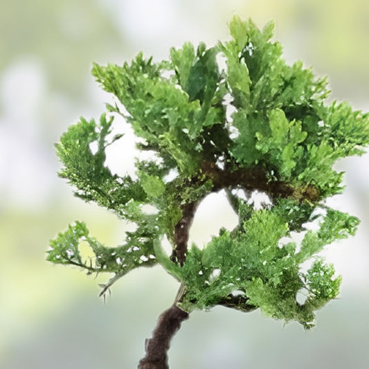 Juniperus chinensis Green Mound Bonsai Cuttings 10 Pack Live Plant Starter for Bonsai Cultivation