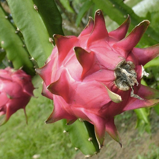 Mystery Dragonfruit Cutting 6+ Inches Hylocereus spp. Live Fruit Plant, Starter, Bare Root, Houseplant, Cactus, Succulent