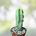 Totem Pole Cactus Cutting 3ft Lophocereus schottii Rare Exotic Succulent Indoor Outdoor Decor