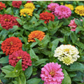 Giant Double Zinnia Mix Seeds - Organic Flower Garden Starter Plants - Zinnia elegans - Live Plant, Cutting, Bare Root, USA Shipping