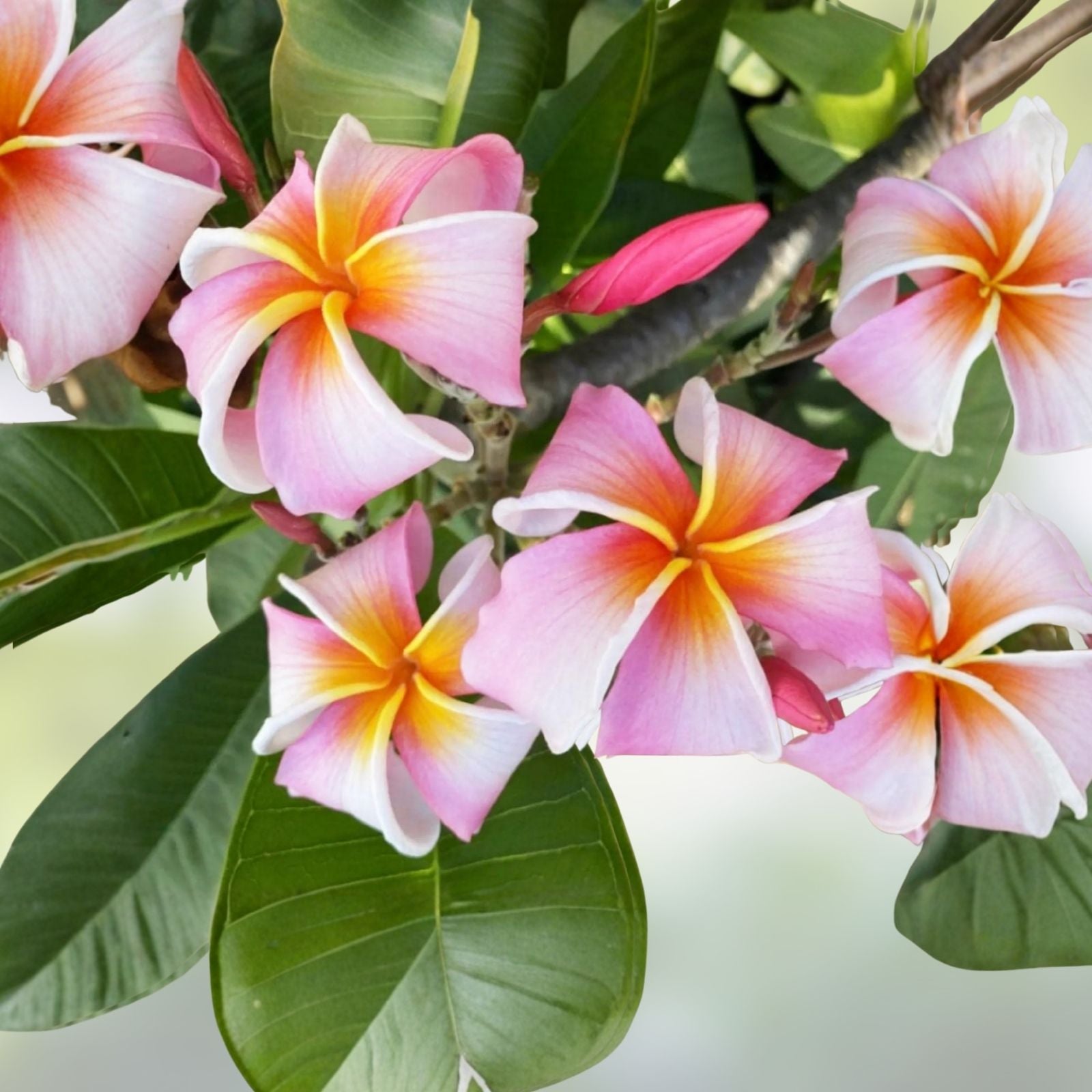 Rooted Plumeria Plant Cutting 18" Pink Mist | Frangipani Tropical Flower Live Houseplant