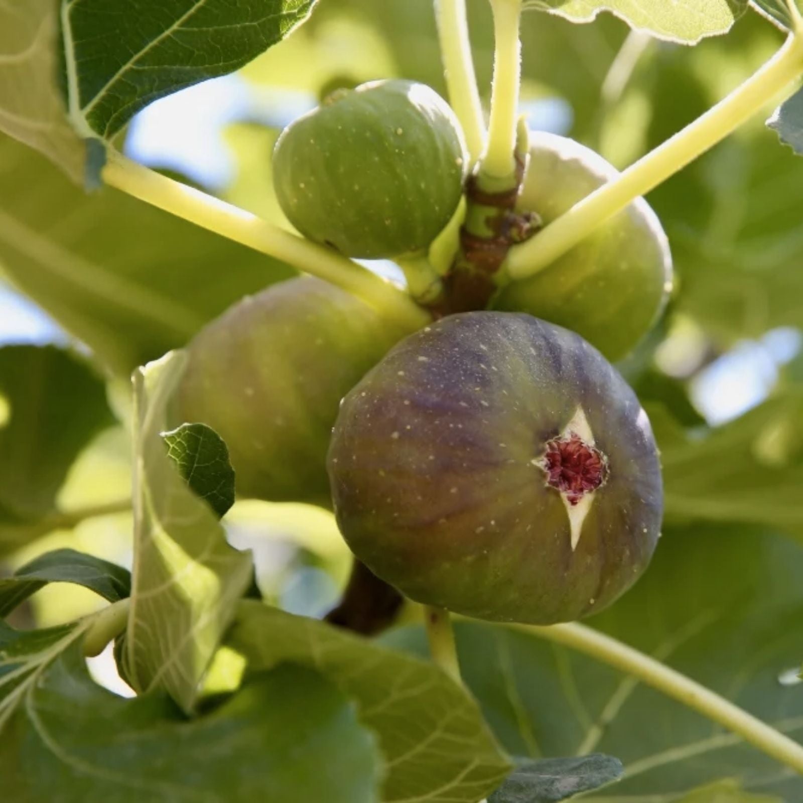 White Madeira #1 Fig Cutting 10 Inch Ficus carica Edible Fruit Tree Garden Plant Starter