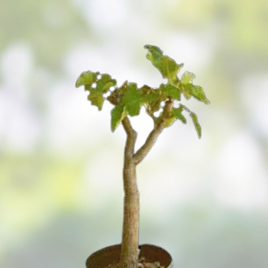 Jatropha Curcas Seeds Rare Succulent Plant for Biodiesel Oil 20 Seeds Bonsai Cactus Variety Live Plant Cutting
