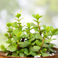 20 Elephant Bush Succulent Cuttings Portulacaria afra Red Stem Indoor Houseplant Gardening