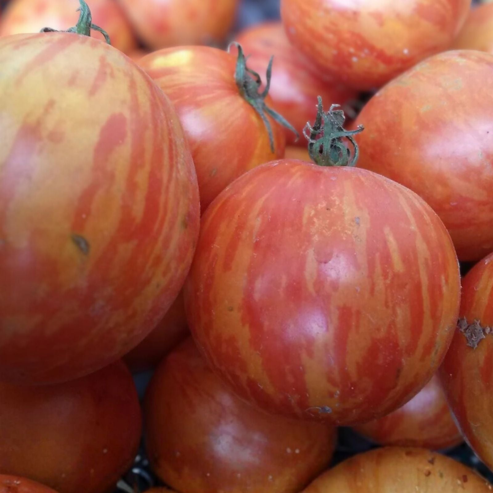 Red Zebra Tomato Seeds 20-Pack Organic Heirloom Lycopersicon esculentum Live Plant Starter Bare Root