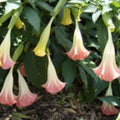 Brugmansia Cuttings – 3 Pink/Peach Angel Trumpet Plants – Fragrant Flowers – Easy to Grow – Datura suaveolens