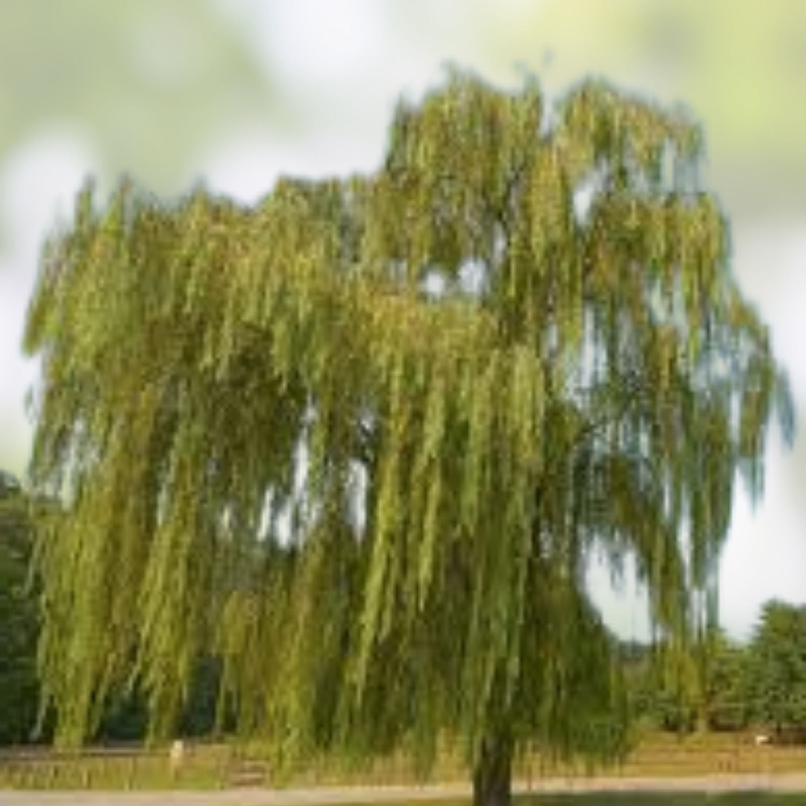 Weeping Willow Cuttings 10 Unrooted Live Plant for Water Gardens Salix babylonica Bare Root Starter