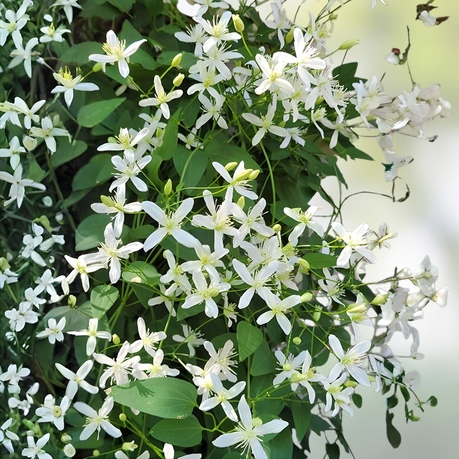 Sweet Autumn Clematis Cuttings 10 Fragrant Vines Terniflora Climbing Plant Garden Trellis Vine