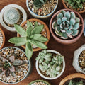 Assorted Succulent Cuttings 10 Varieties, Live Plants, DIY Garden Decor, Houseplants, Easy Care, Crassula, Echeveria, Aloe