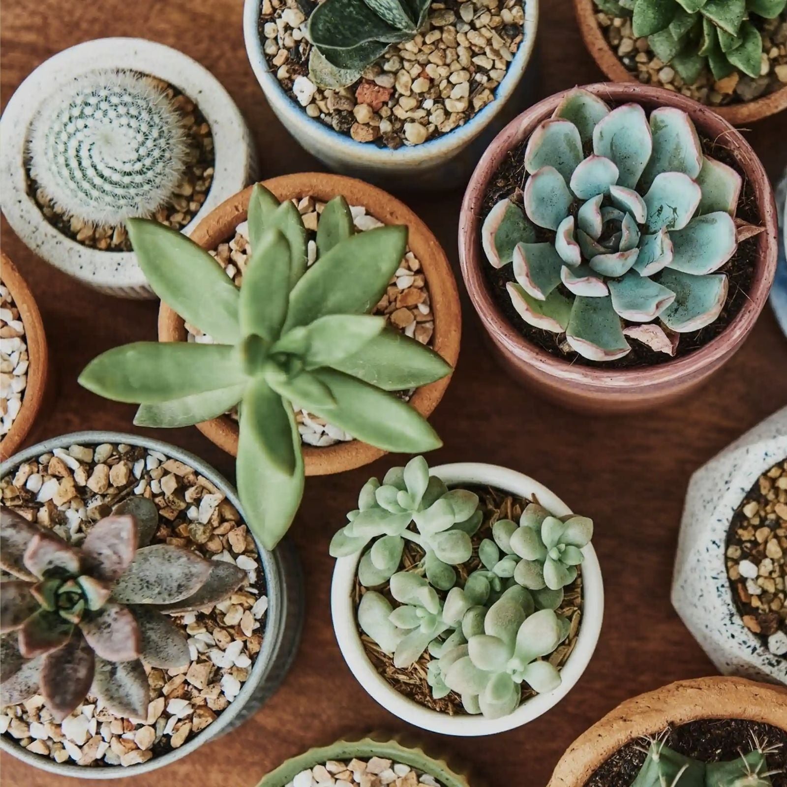 Assorted Succulent Cuttings 10 Varieties, Live Plants, DIY Garden Decor, Houseplants, Easy Care, Crassula, Echeveria, Aloe
