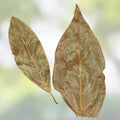 Dried Avocado Leaves 1 oz Persea americana Herbal Tea Cooking Spice Houseplant Cutting